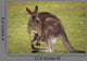 Kangaroo Female With Baby Wall Decal