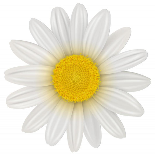 Daisy Flower Wall Decal