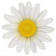 Daisy Flower Wall Decal