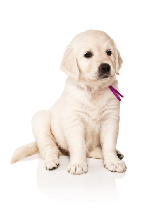 Sitting Golden Retriever Puppy Wall Decal