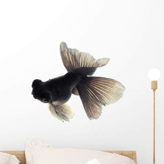 Black Goldfish White Wall Decal