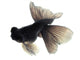 Black Goldfish White Wall Decal