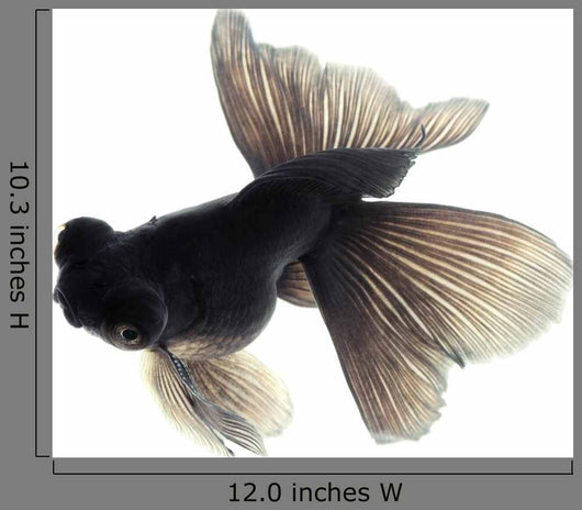 Black Goldfish White Wall Decal