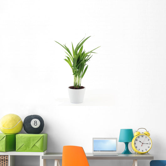 Goldfruchtpalme Wall Decal