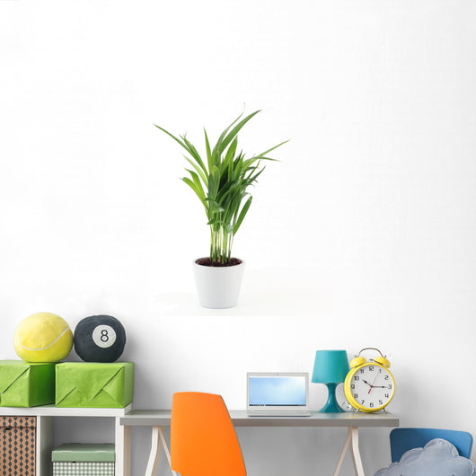 Goldfruchtpalme Wall Decal