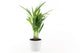 Goldfruchtpalme Wall Decal