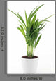 Goldfruchtpalme Wall Decal