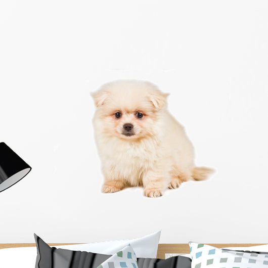 Sitting Pomeranian Spitz Puppy Wall Decal