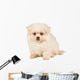 Sitting Pomeranian Spitz Puppy Wall Decal