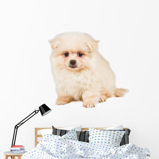 Sitting Pomeranian Spitz Puppy Wall Decal