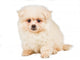 Sitting Pomeranian Spitz Puppy Wall Decal