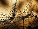 Wet Dandelion Seed Silhouette Wall Decal