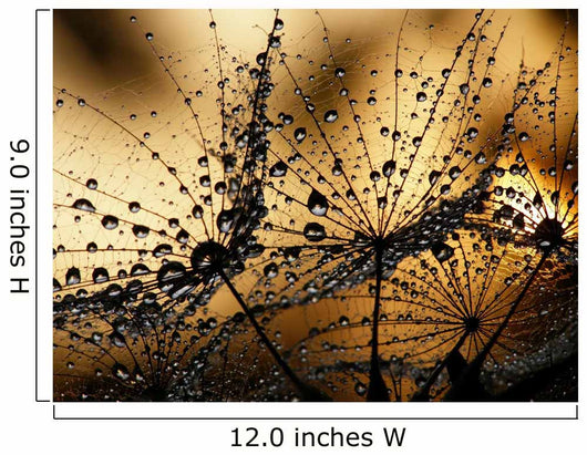 Wet Dandelion Seed Silhouette Wall Decal