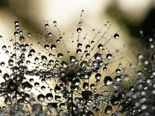 Wet Dandelion Seed Wall Decal