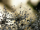 Wet Dandelion Seed Wall Decal