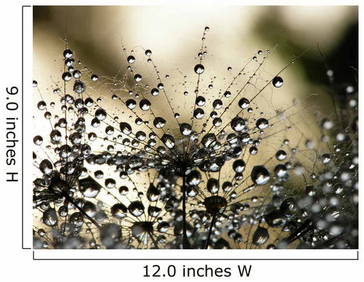 Wet Dandelion Seed Wall Decal