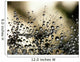 Wet Dandelion Seed Wall Decal