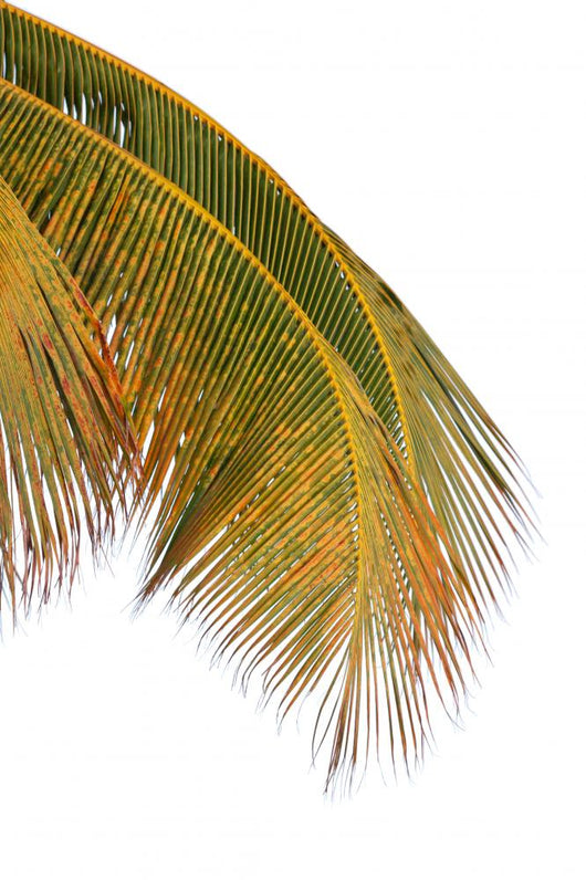 Palm Coconut White Wall Decal