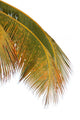 Palm Coconut White Wall Decal