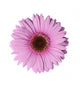 Light Purple Gerbera Flower Wall Decal