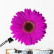 Violet Gerbera Flower Wall Decal