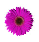 Violet Gerbera Flower Wall Decal