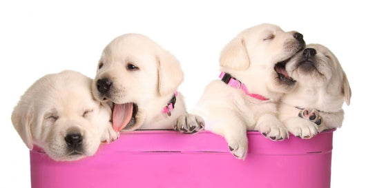 Playful Puppies Wall Decal