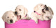 Playful Puppies Wall Decal