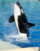 Killer Whale Wall Decal
