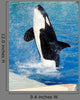 Killer Whale Wall Decal