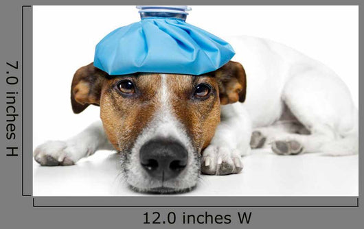 Sick Dog Wall Decal