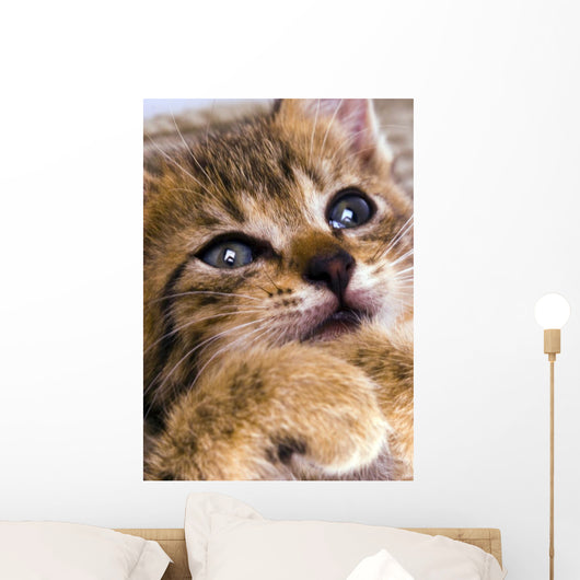 Sweet Cat Wall Decal