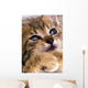 Sweet Cat Wall Decal
