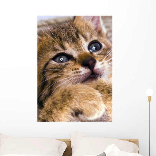 Sweet Cat Wall Decal