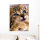 Sweet Cat Wall Decal