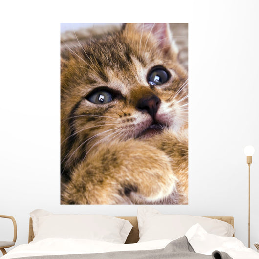 Sweet Cat Wall Decal