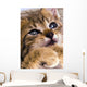 Sweet Cat Wall Decal