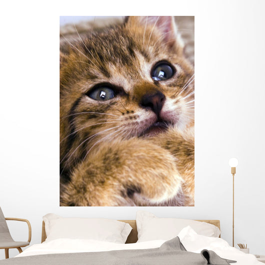 Sweet Cat Wall Decal