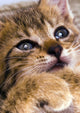 Sweet Cat Wall Decal
