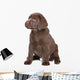 Chocolate Labrador Puppy Wall Decal