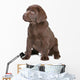 Chocolate Labrador Puppy Wall Decal