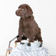 Chocolate Labrador Puppy Wall Decal