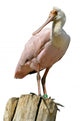 Roseate Spoonbill Wood Post Wall Decal