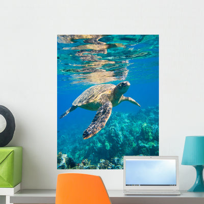 Green Sea Turtle Swimming Wall Decal shown on a wall