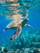 Green Sea Turtle Swimming Wall Decal