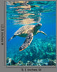 Green Sea Turtle Swimming Wall Decal