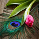 Peacocks Feather And Tulip Wall Decal