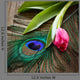 Peacocks Feather And Tulip Wall Decal