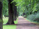 City Park Wall Decal