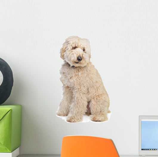 Australian Labradoodle Wall Decal